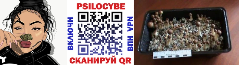 Псилоцибиновые грибы прущие грибы  Купить где  Гусиноозёрск 